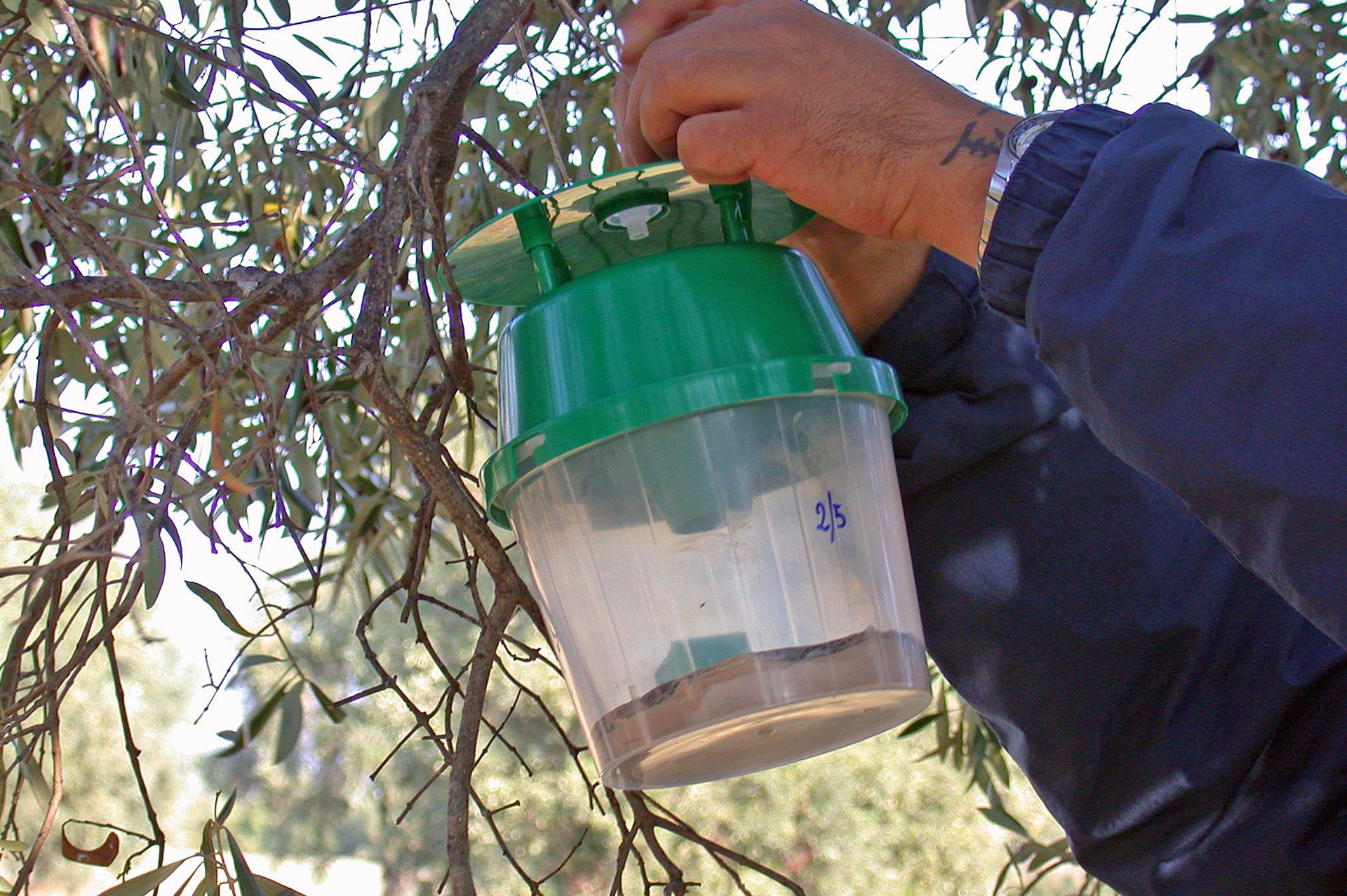 Laboratorio entomologia